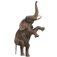 Fototapeta na wymiar huge elephant