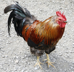 rooster