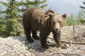 Wild Bear In The Forest