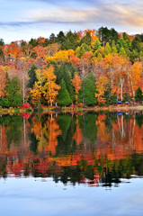 Fall forest reflections