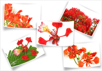 photos de fleurs de flamboyant