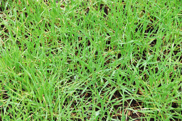 Wet Grass Background
