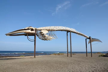 Fotobehang Whale skeleton in Caleta de Fuste, Fuerteventura Spain © philipus