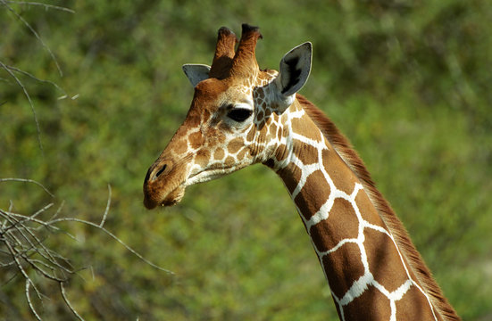 Reticulated giraffe, Samburu, Kenya