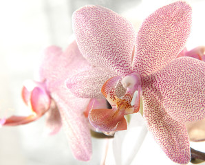 orchidee