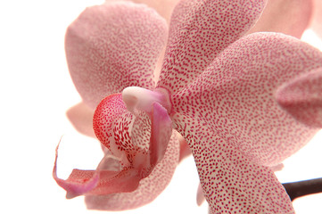 orchidee