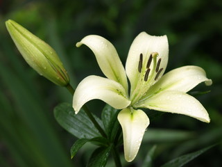 Obraz premium w ogrodzie