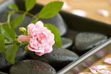black stones with water drips and a beautiful rose