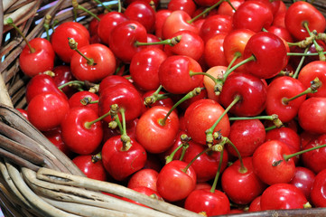 cerises bigarreau Napoléon