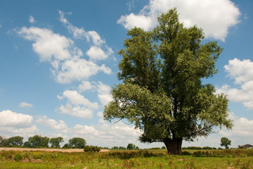 Fototapeta na wymiar Tree in landscape