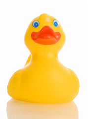 yellow rubber duck isolated on a white background..