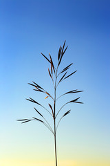 oats silhouette on sunset background