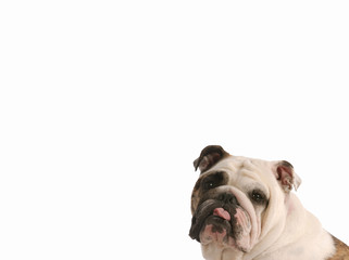 english bulldog sticking tongue out - room for copyspace