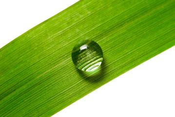 water drop on grass