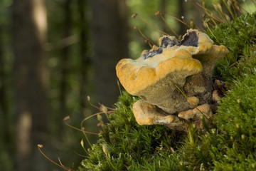 Phaeolus Schweinitzii - Kiefernporling
