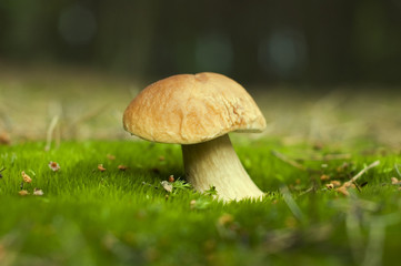 mushroom