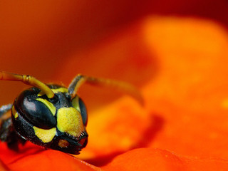 französische feldwespe