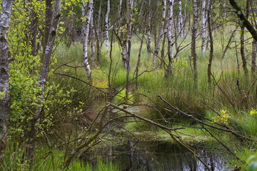 Moorbirken