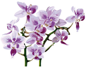 Obraz premium Orchidee_Orchideen_Natur