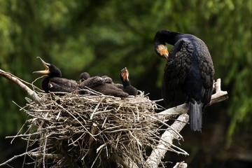 Kormoran Altvogel mit Küken