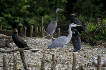 Kormoran und Graureiher