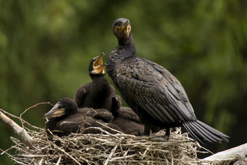Kormoran Altvogel mit Küken