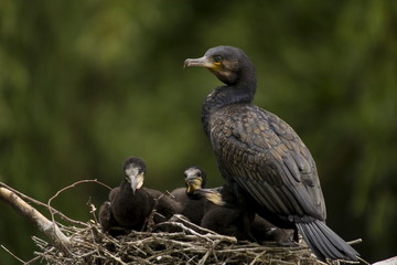 Kormoran Altvogel mit Küken