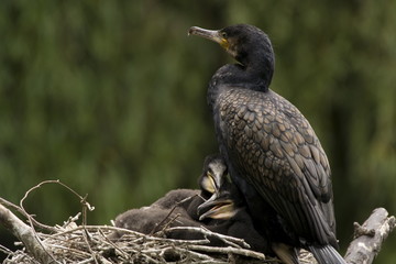 Kormoran Altvogel mit Küken