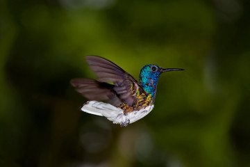Chupaflor
