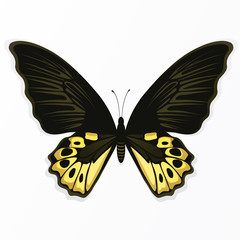 The butterfly