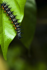 caterpillar pest on a green leaft