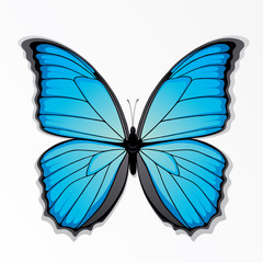 The blue butterfly