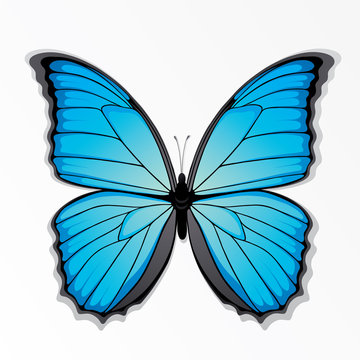 The blue butterfly