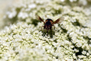 fleur de carotte et mouche