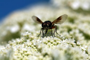mouche sur fleur de carotte