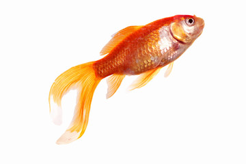 Fototapeta premium Goldfish