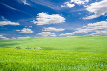Obraz premium grass