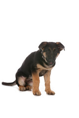Obraz premium cute tan and black German Shepherd puppy