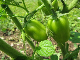 tomates