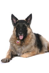 fluffy looking mixed breed dog with tongue out