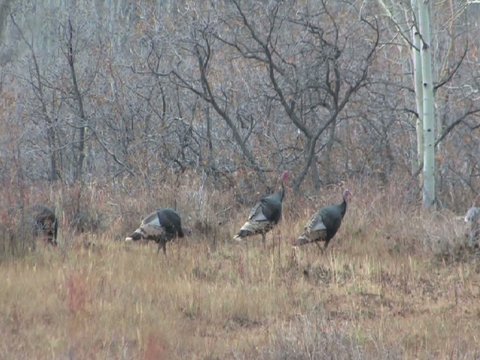 Wild Turkeys in National Forest in Southern Utah USA