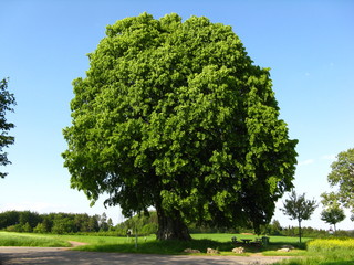 Obraz premium Lindenbaum