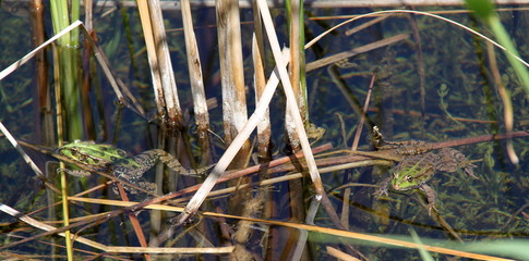 Jeux de grenouilles.