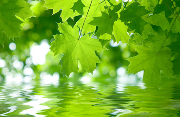 Fresh green maple leaves