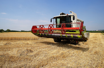 Obraz premium mietitura