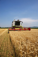 Obraz premium mietitura