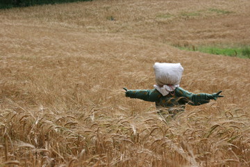 scarecrow © Arap