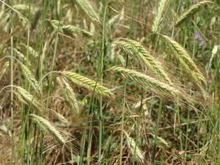 Champs de blé.