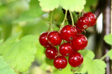 rote Johannisbeeren am Strauch