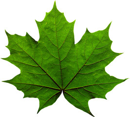 Green maple leaf